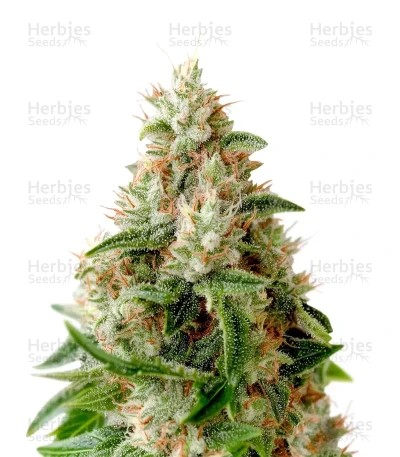 Lemon Skunk Seeds