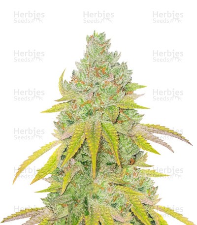 Lemon Tree Seeds (Barney's Farm)