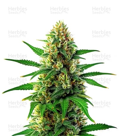 Lemon Tree x Original Z Seeds