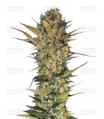 Lithium OG Kush Seeds (Nirvana Seeds)
