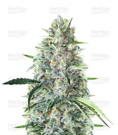 MK Ultra (Herbies Seeds)