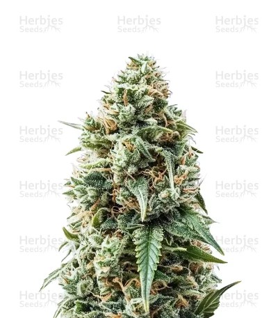 Mac #1 Auto Seeds