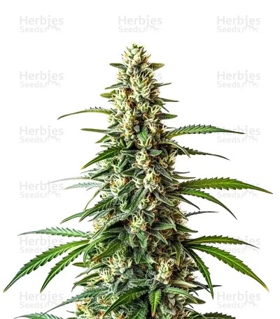 Mamba Negra Fast Seeds