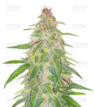 Mandarin Thuggee Seeds (AlphaFem Seeds)