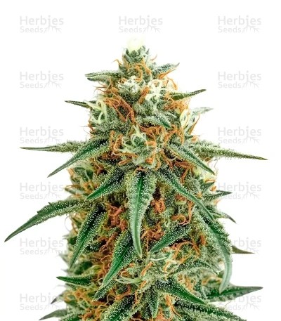 Mango Seeds (Blimburn Seeds)