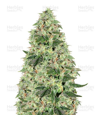 Maple Leaf Indica Seeds
