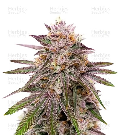 Master Yoda Auto Seeds
