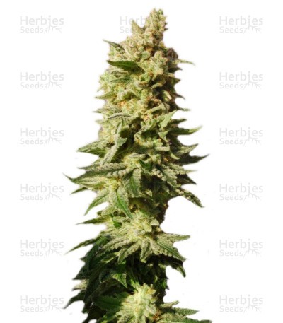 Mataro Blue Seeds