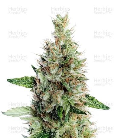 Maui Auto Seeds