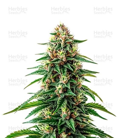 Maui Waui Seeds