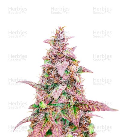 Mazar x Blueberry (Herbies Seeds)