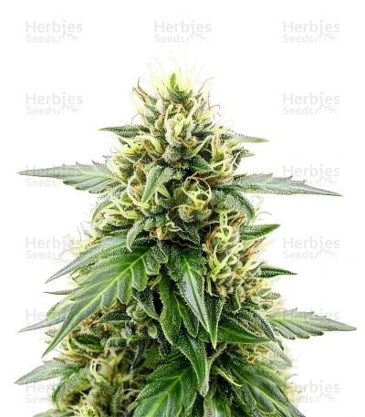 Melonade Runtz Auto Seeds