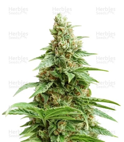 Melonade Runtz Seeds