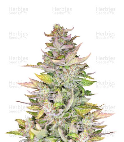 Mexican Sativa Seeds