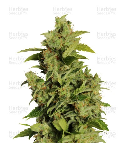 Mikromachine Auto Seeds
