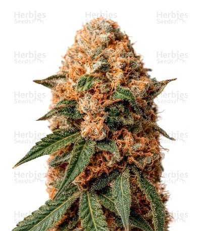 Milky Dreams Seeds