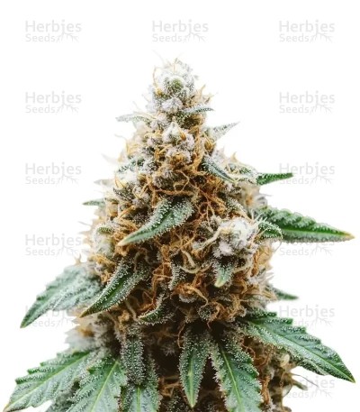 Mimosa Auto Seeds