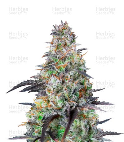 Mimosa Cake Auto Seeds