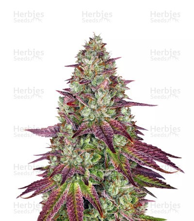 Mimosa EVO Seeds (Barney’s Farm)