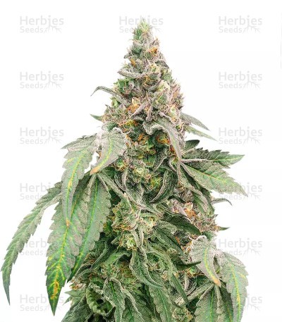 Mimosa Shot Seeds (Herbies Seeds)