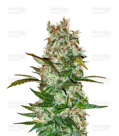 Mimosa x Orange Punch Seeds (Barney's Farm)