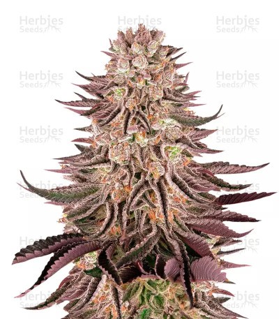 Mimosa x Orange Punch Seeds (Barneys Farm)