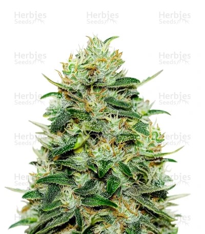 Moby Dick Seeds (Green House Seeds)