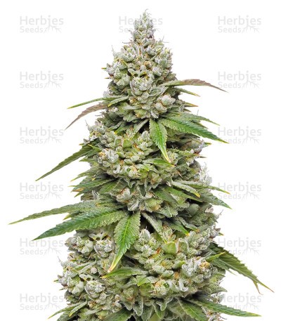 Mokum's Tulip Seeds