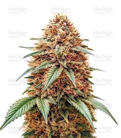 Money Maker Seeds