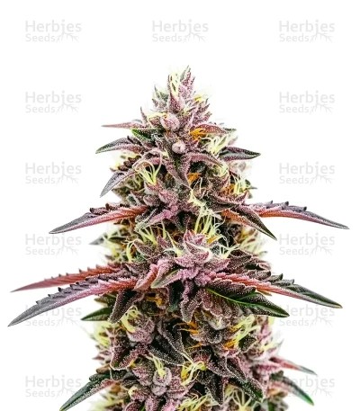 Moonshine Cookies Auto Seeds