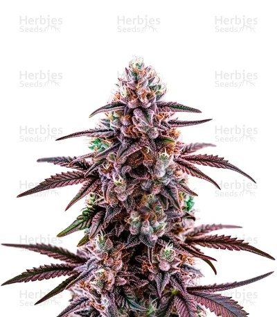 Motor Breath Seeds