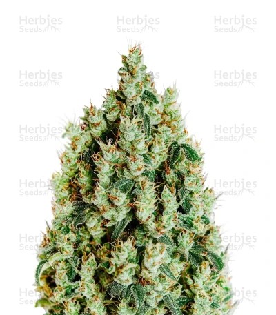NL5 Haze Mist fem Seeds