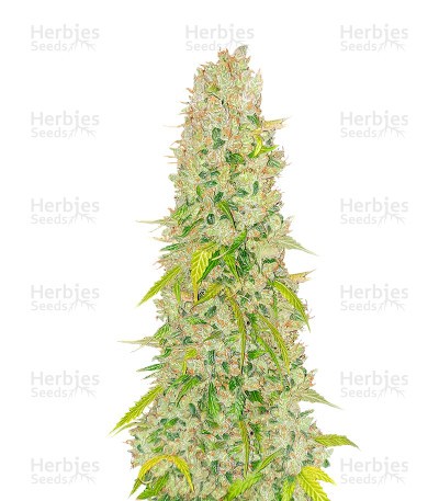 NY Diesel Autoflower (Herbies Seeds)