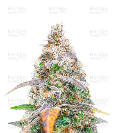 Neville's Haze (Herbies Seeds)