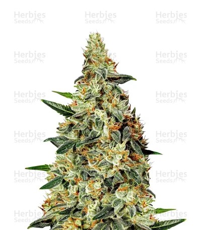 Neville's Haze Seeds