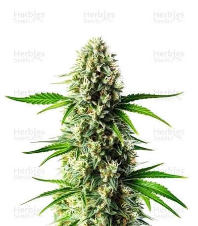 Nikki & Swami’s Lemon OG Seeds