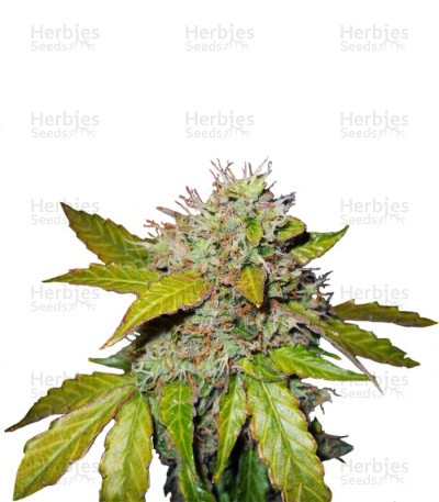 Northern Light Automatic Seeds (Nirvana Seeds)