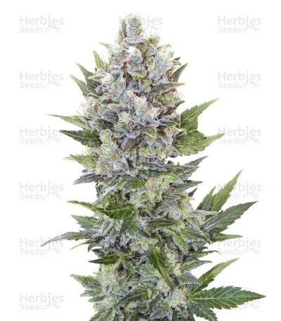 Northern Light Automatic Seeds (RQS)