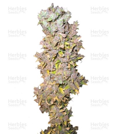 Northern Light Seeds (Nirvana Seeds)