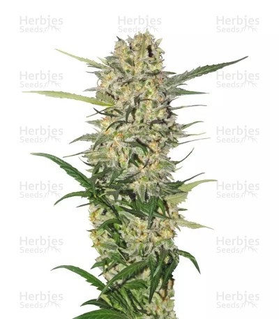 Northern Light Seeds (Royal Queen Seeds)