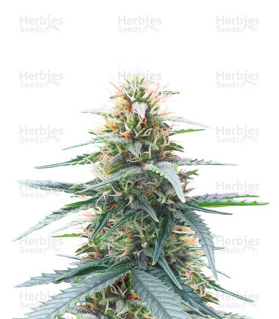 Northern Lights 10 of 10 Seeds (Seedkeepers)