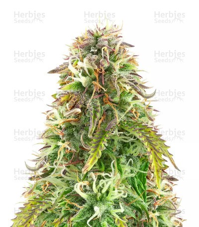 Northern Lights Auto Seeds (Herbies Seeds)