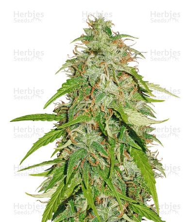 Northern Lights Automatic Seeds (Sensi Seeds)