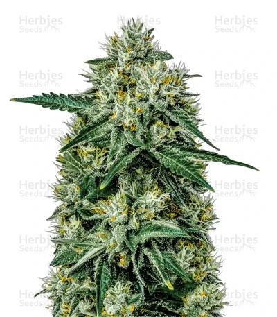 Northern Lights Seeds (Green House Seeds)