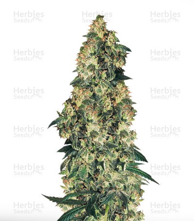Northern Lights Seeds (Sensi Seeds)