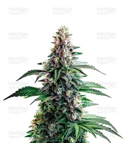 Northern Lights Seeds