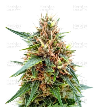 Northern Seeds