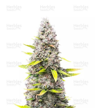 OG Kush Seeds (Herbies Seeds)