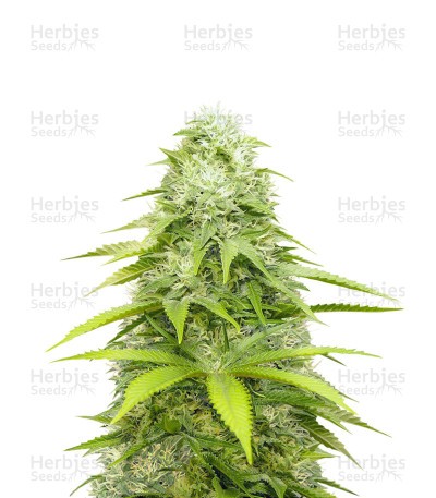 OG Kush x Diesel (Herbies Seeds)