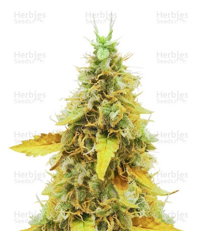 OG's Kush Seeds
